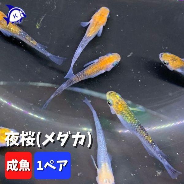 夜桜メダカ　黄色系